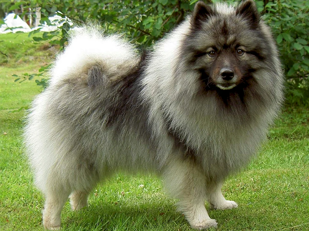 Chow Chow Hund