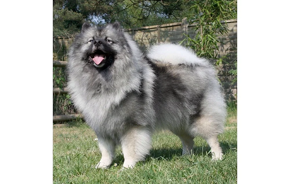 Keeshond Wolfsspitz weiß