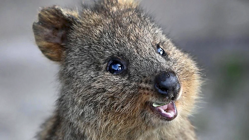 Känguru Quokka