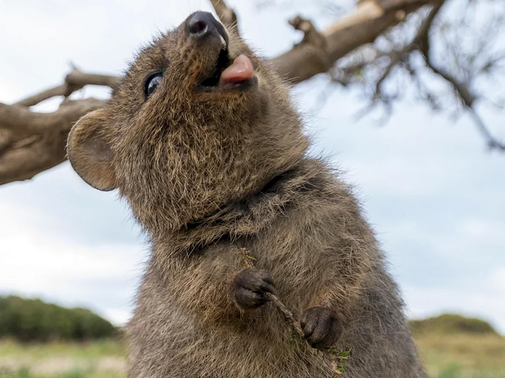 Känguru Quokka