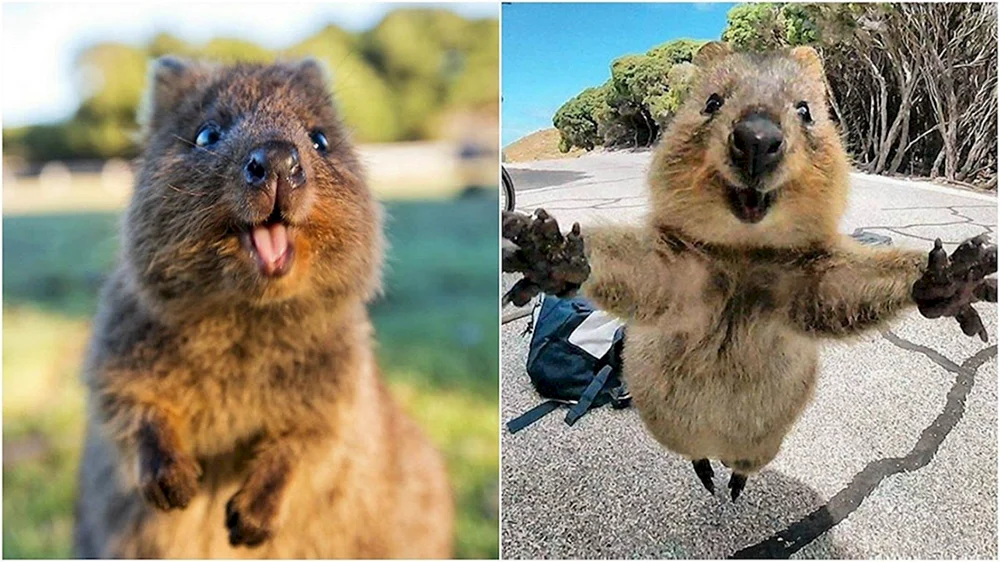 Känguru Quokka