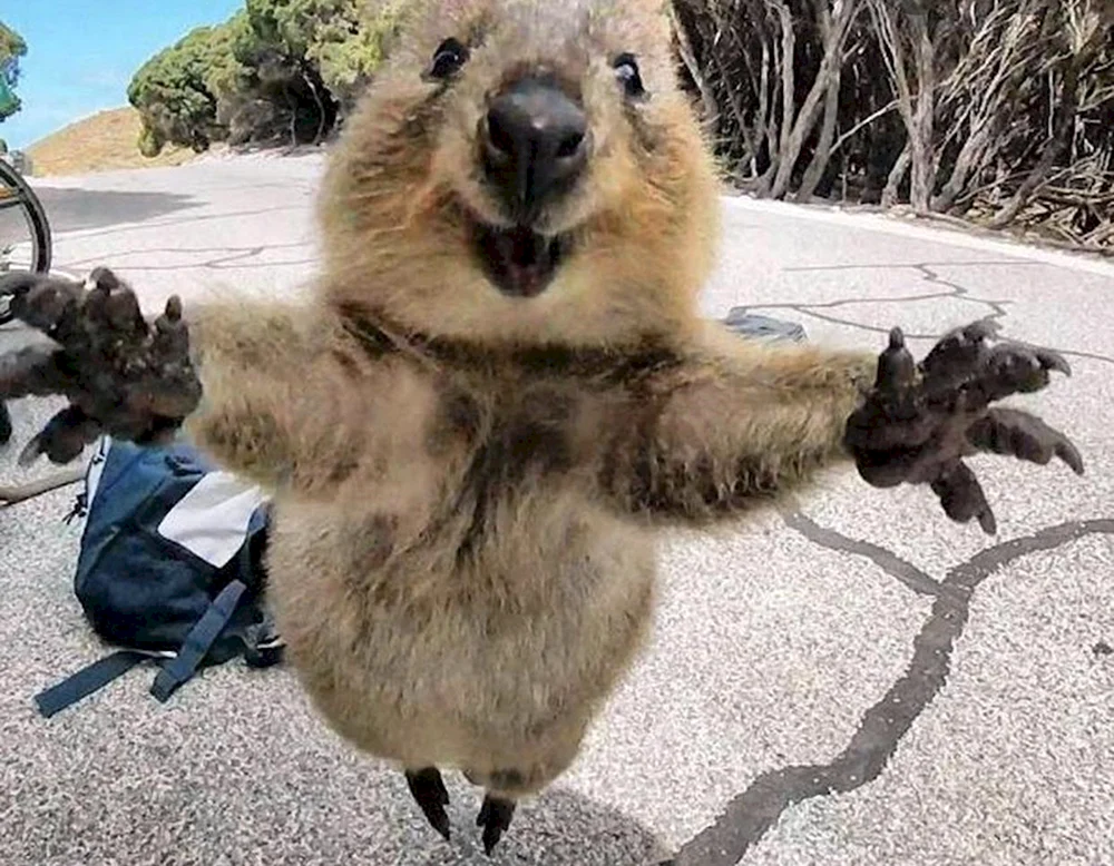 Känguru Quokka