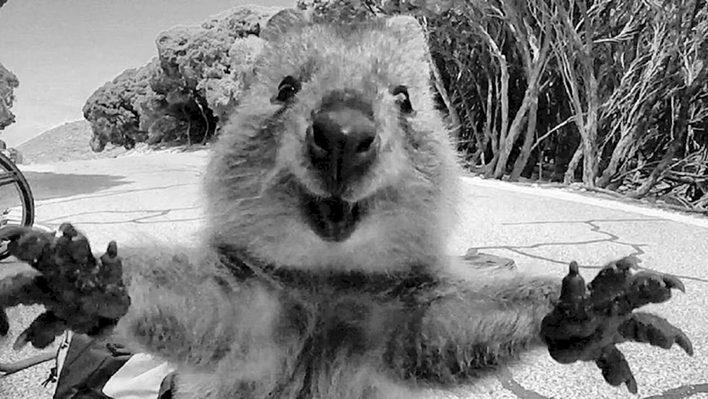 Känguru Quokka
