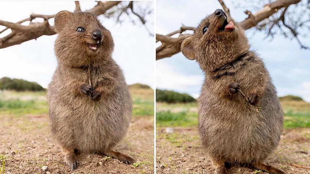 Känguru Kwokka