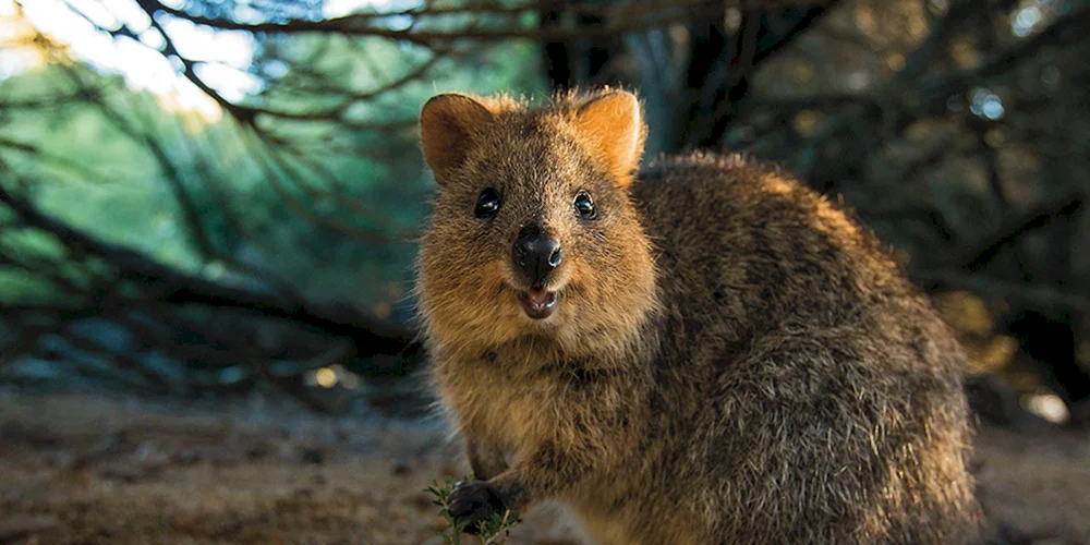 Känguru Quokka