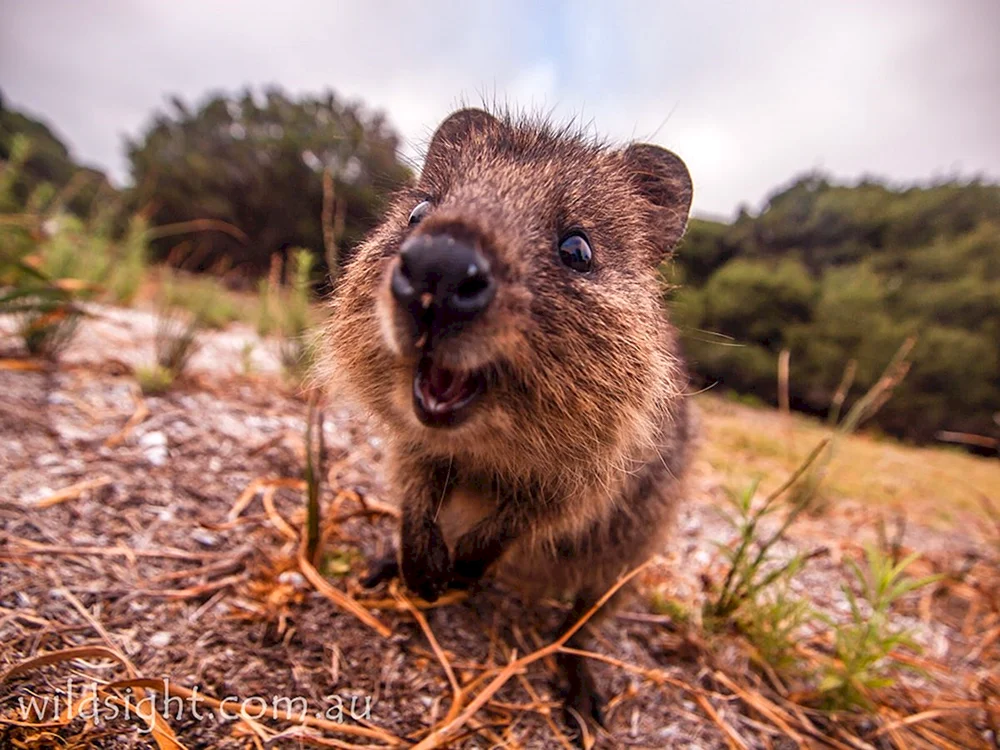 Känguru Quokka