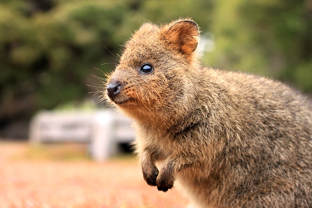 Känguru Quokka