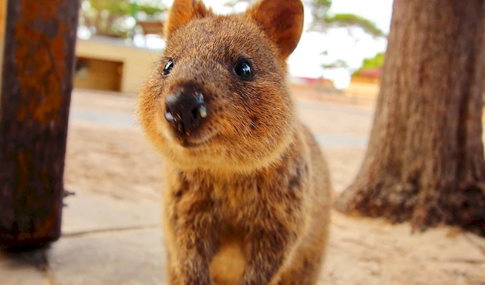 Australien Kwokka