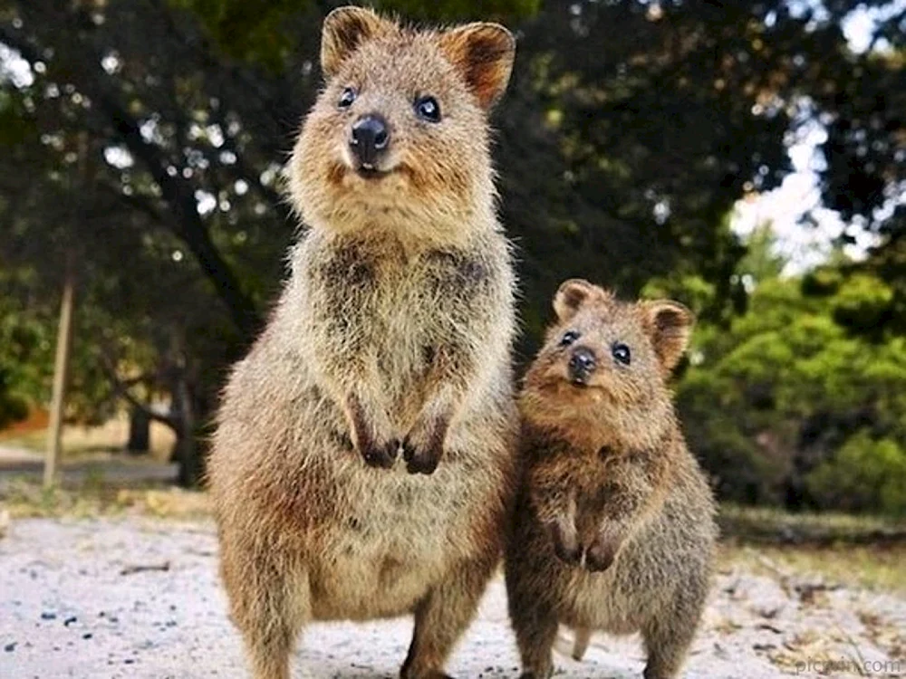 Känguru Kwokka