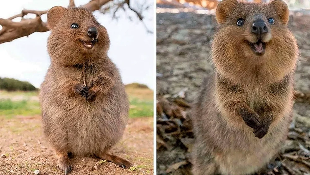 Känguru Quokka
