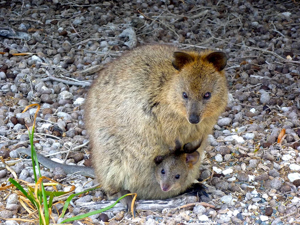 Australisches Nagetier Quokka