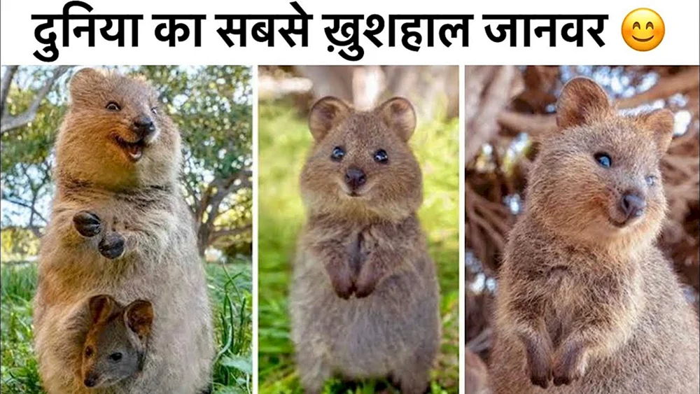 Zwergkänguruh Quokka