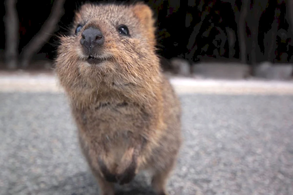 Quokka. Beuteltier
