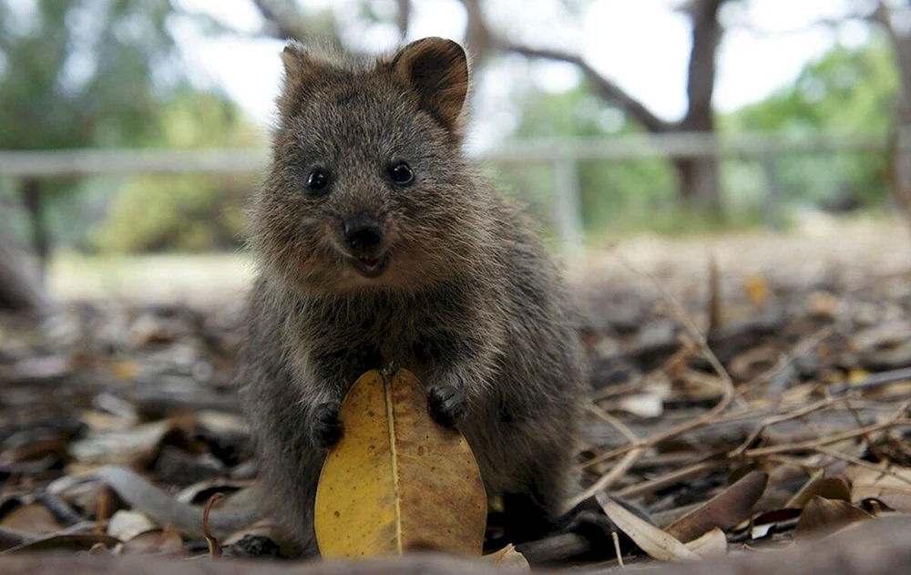 Wombat und Quokka