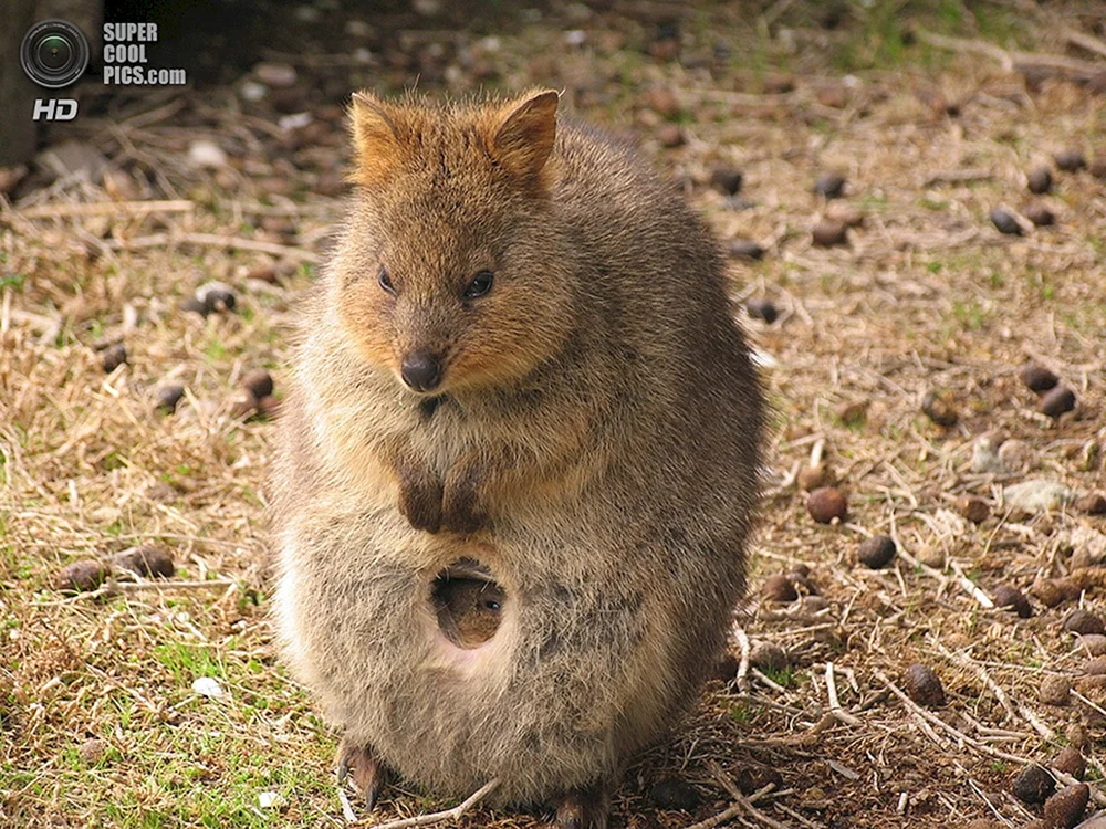 Quokka endemisch in Australien