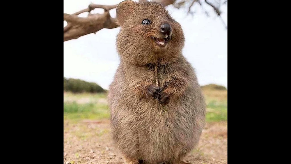 Quokka Känguru