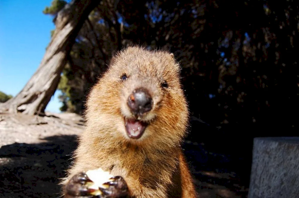 Quokka Känguru