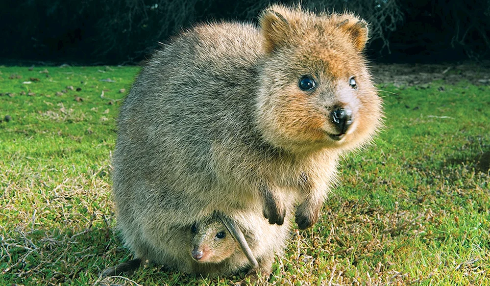 Agouti Hamster