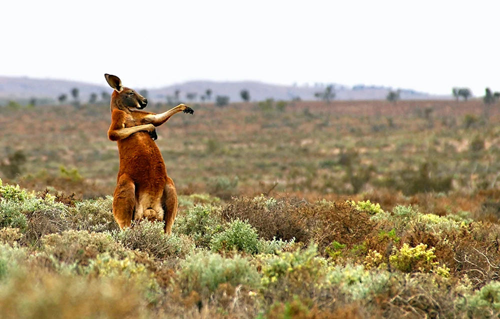 Kängurus in Australien