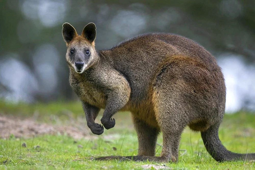 Känguru-Wallaby