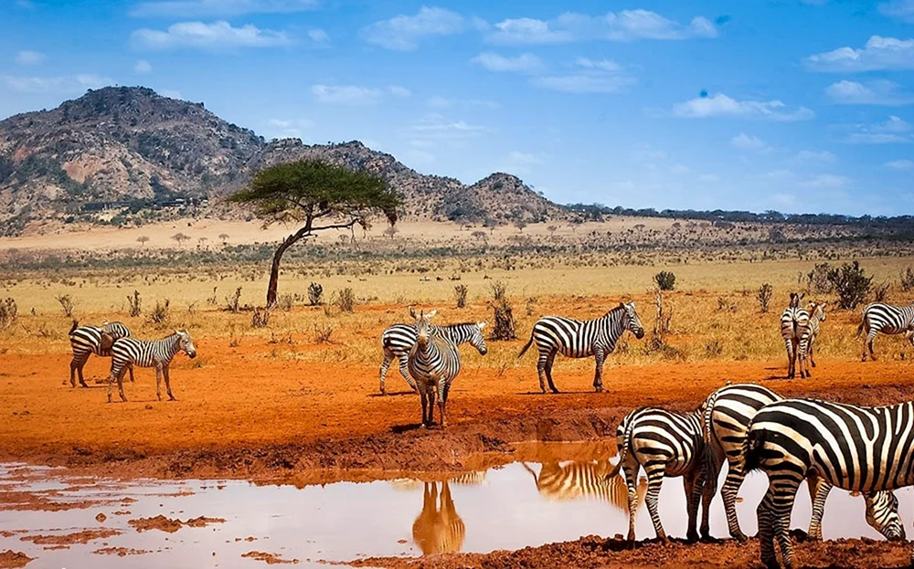 Kenia Safari