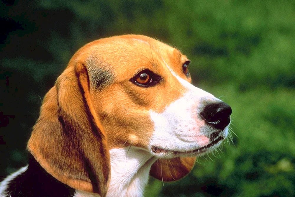 Weißer roter Hund