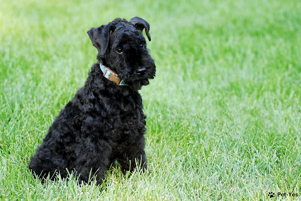 Kerry Blue Terrier