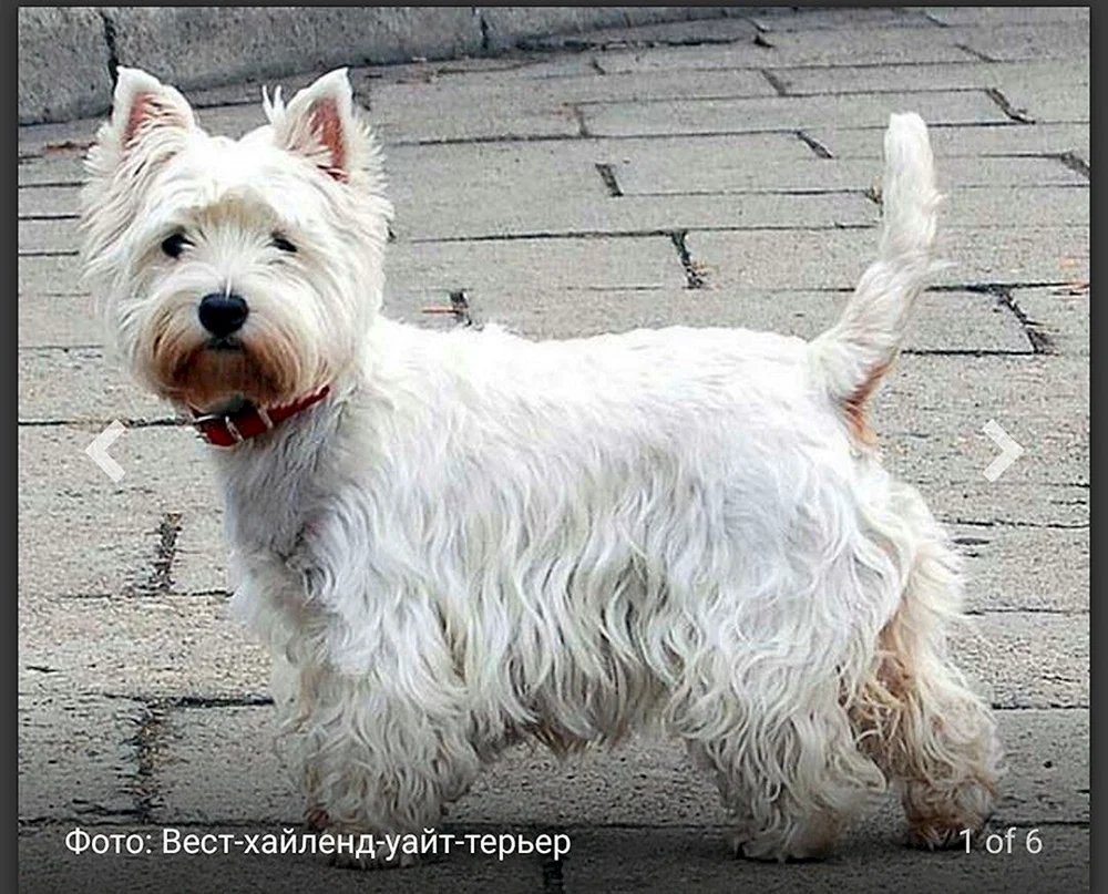 Highland White Terrier