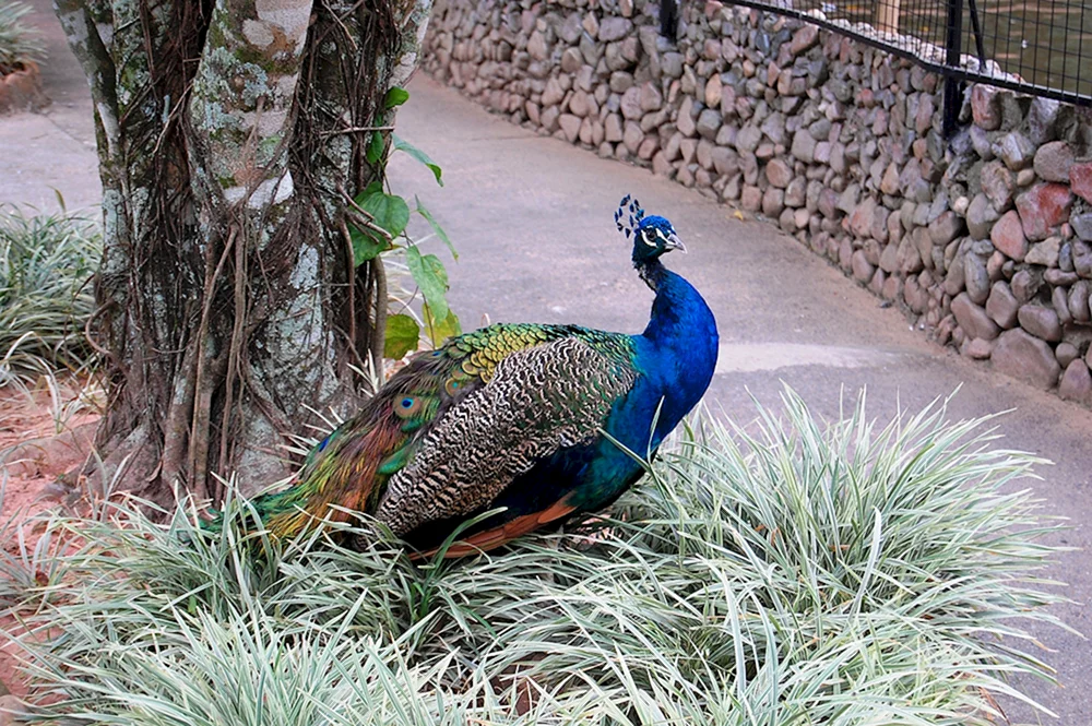 Hainan-Fasan Pfau