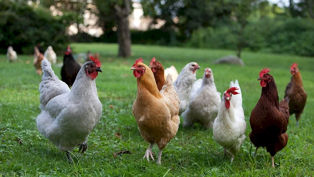Chickens pigeons geese geese geese geese geese geese geese geese geese geese geese geese geese