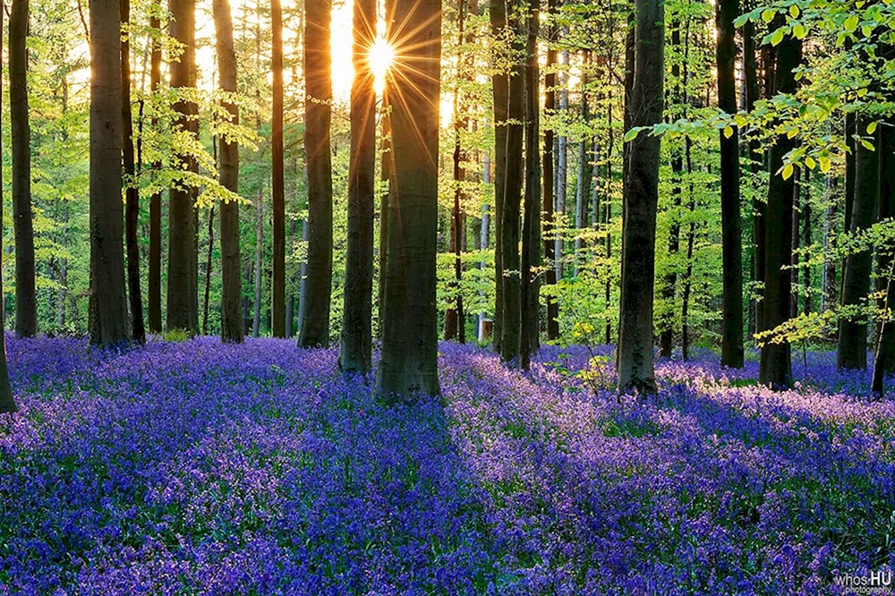 Nationalpark des Schwarzwaldes