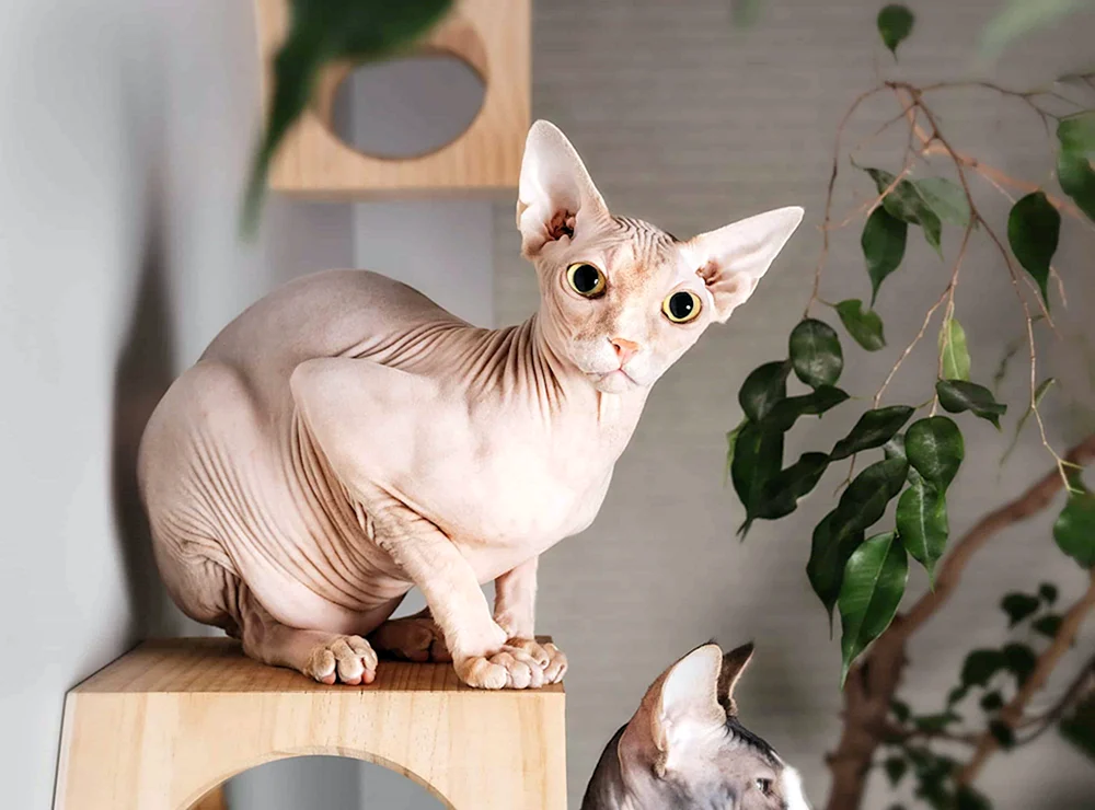 Chameleon Sphynx