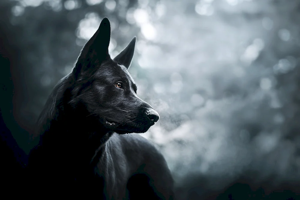 Hanaanskaya Schäferhund schwarz
