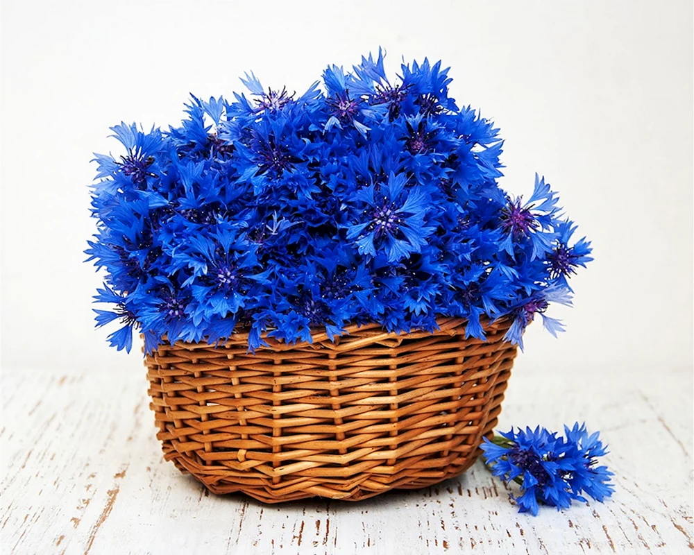 Hans Emmeneggers Kornblumenstrauß