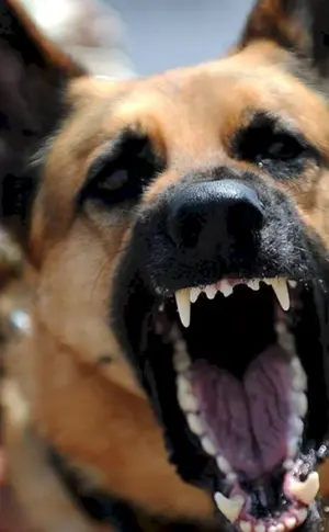 Grauer Deutscher Schäferhund