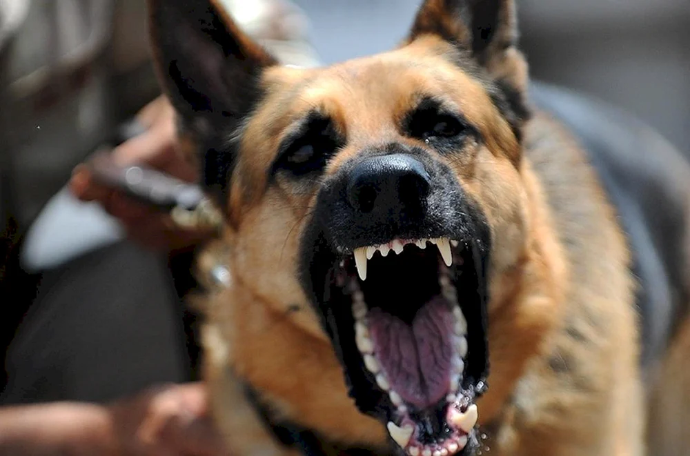 Grauer Deutscher Schäferhund