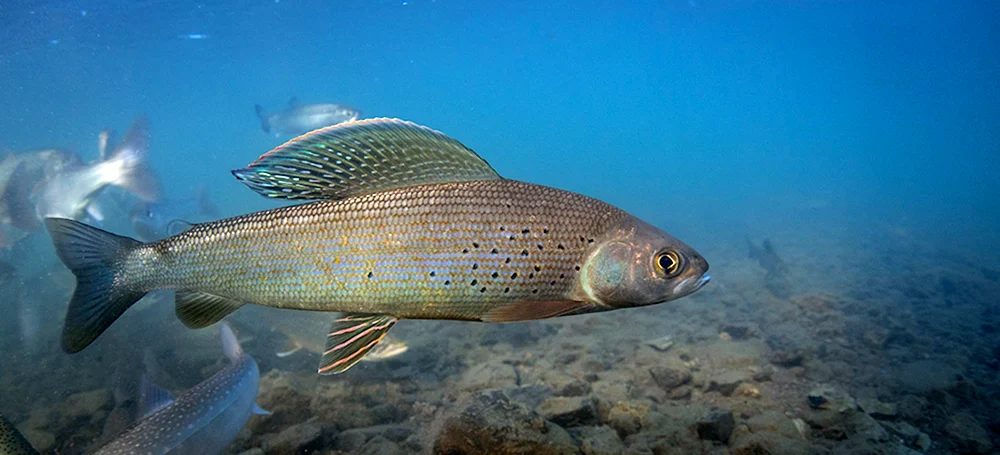 Baikalsee omul