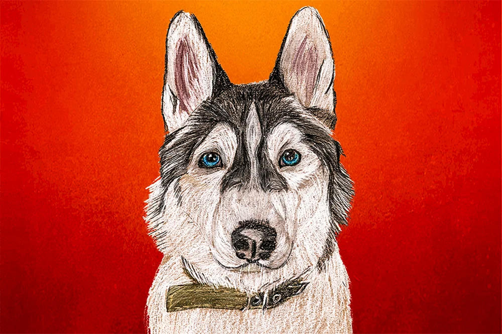 Husky Bandit