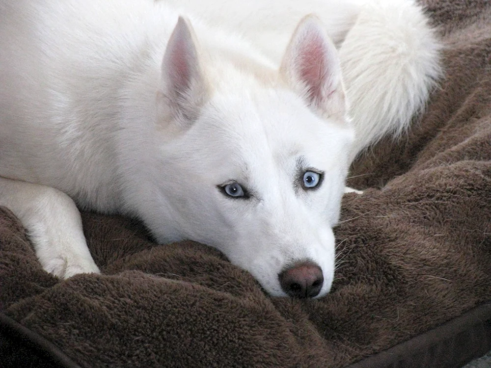 Husky albino
