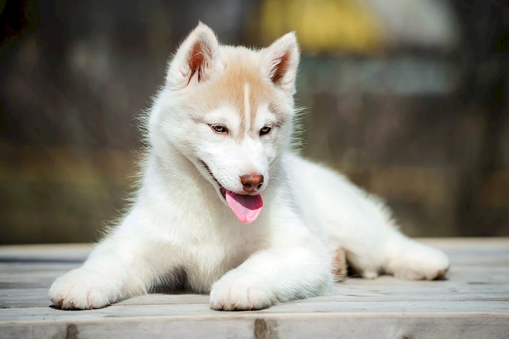 Siberian Husky weiß