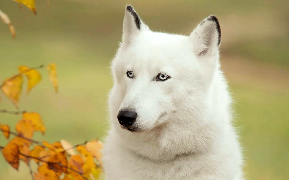 Husky albino Welpe