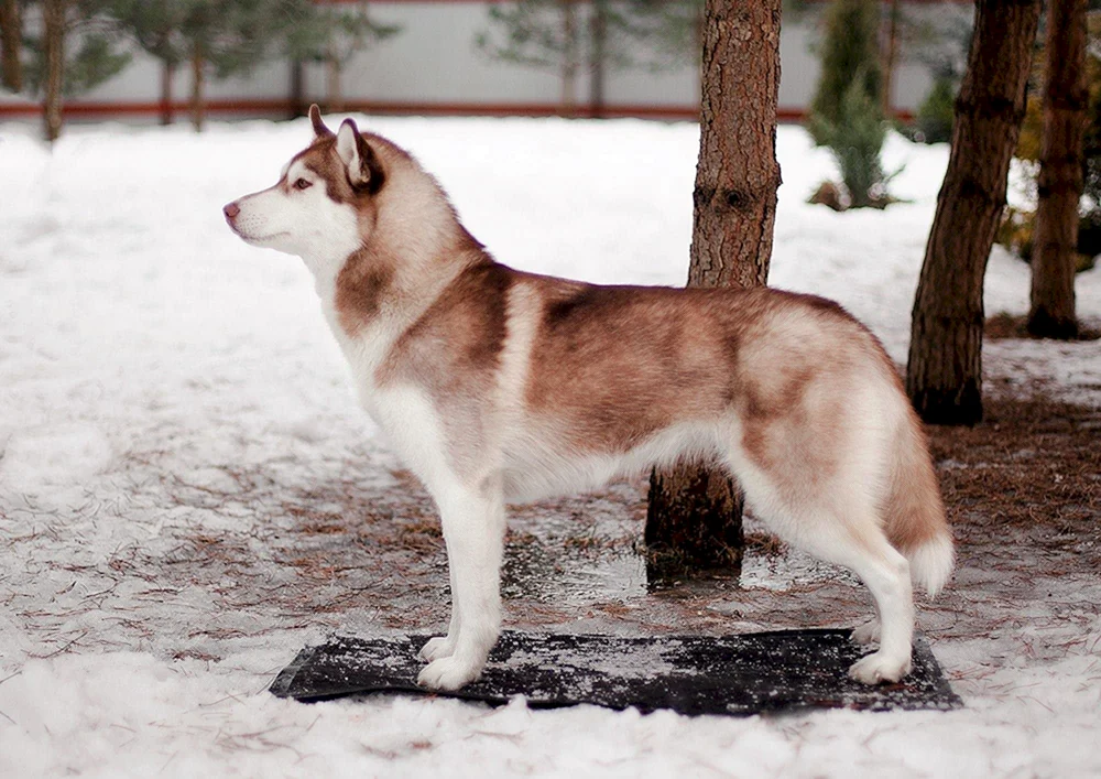 Husky Bandit