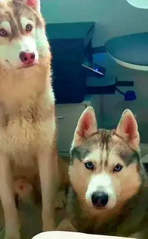 Husky Bandit und Husky Bublik Husky BublikHerr Husky BublikHerr Husky BublikHusky BublikHerr Husky BublikHusky BublikHerr Husky BublikHusky BanditHerr Husky BublikHerr Husky BublikHusky Bublik Bublik