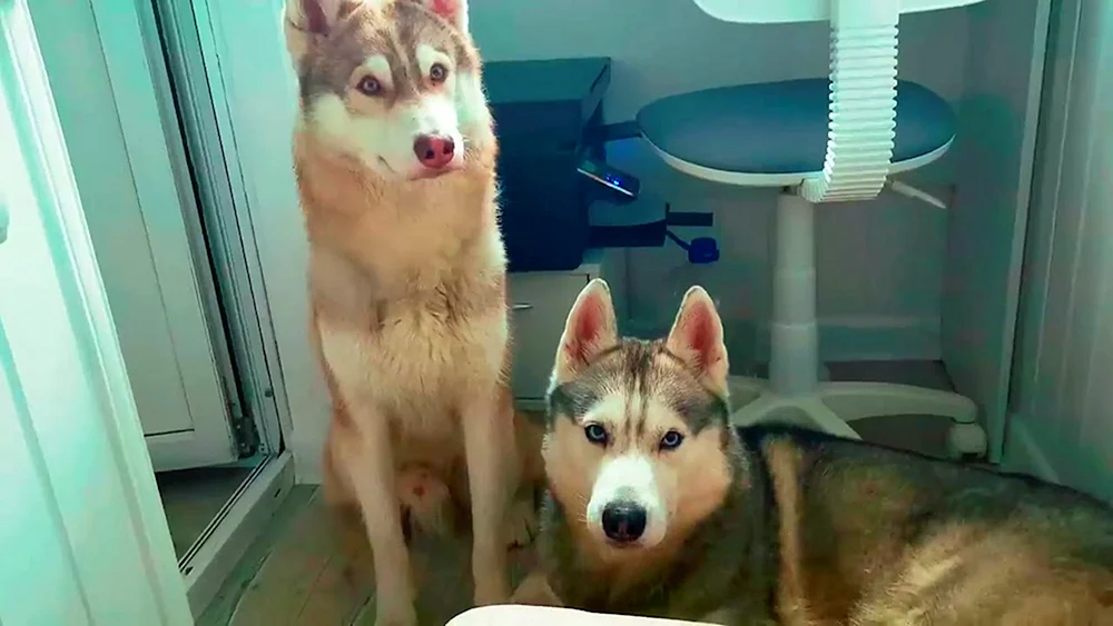 Husky Bandit und Husky Bublik Husky BublikHerr Husky BublikHerr Husky BublikHusky BublikHerr Husky BublikHusky BublikHerr Husky BublikHusky BanditHerr Husky BublikHerr Husky BublikHusky Bublik Bublik