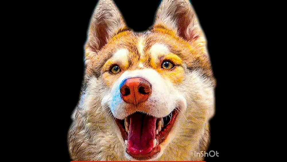 Husky Video Blogger