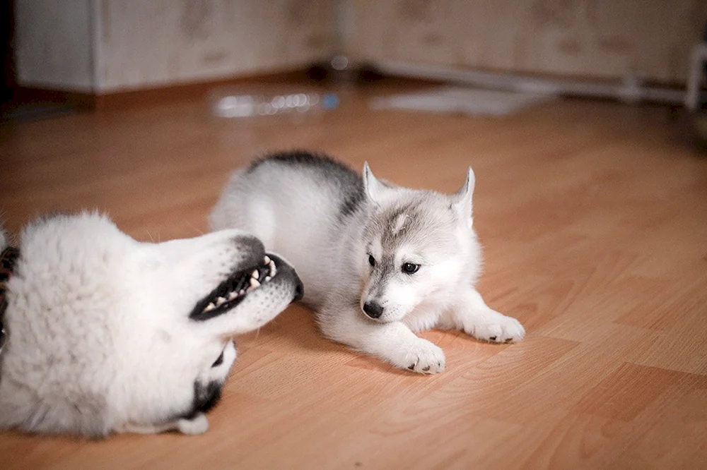 Mister Buble Husky