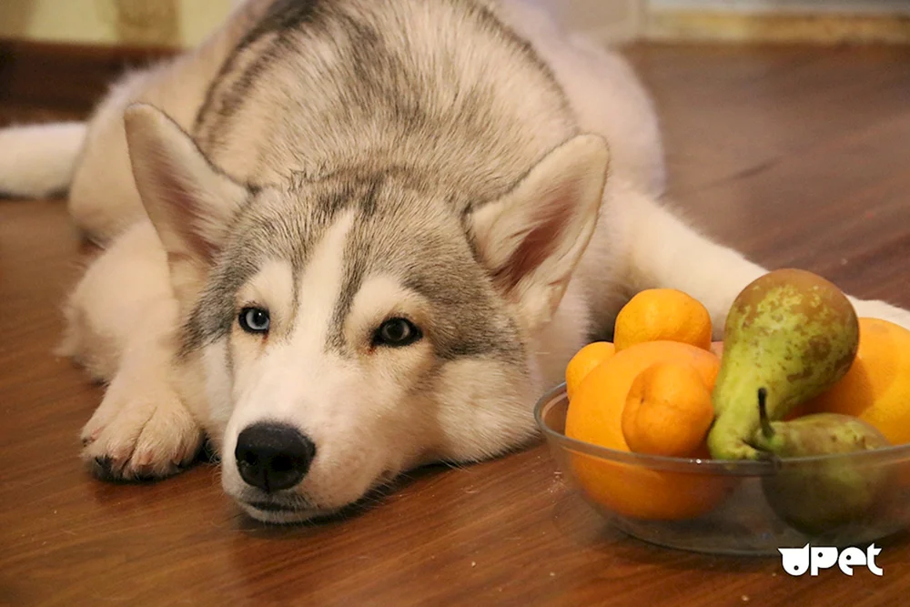 Husky Husky Bagel Puppy