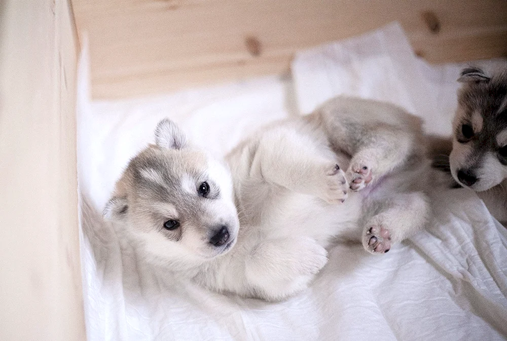 Husky Channel Husky Bagel