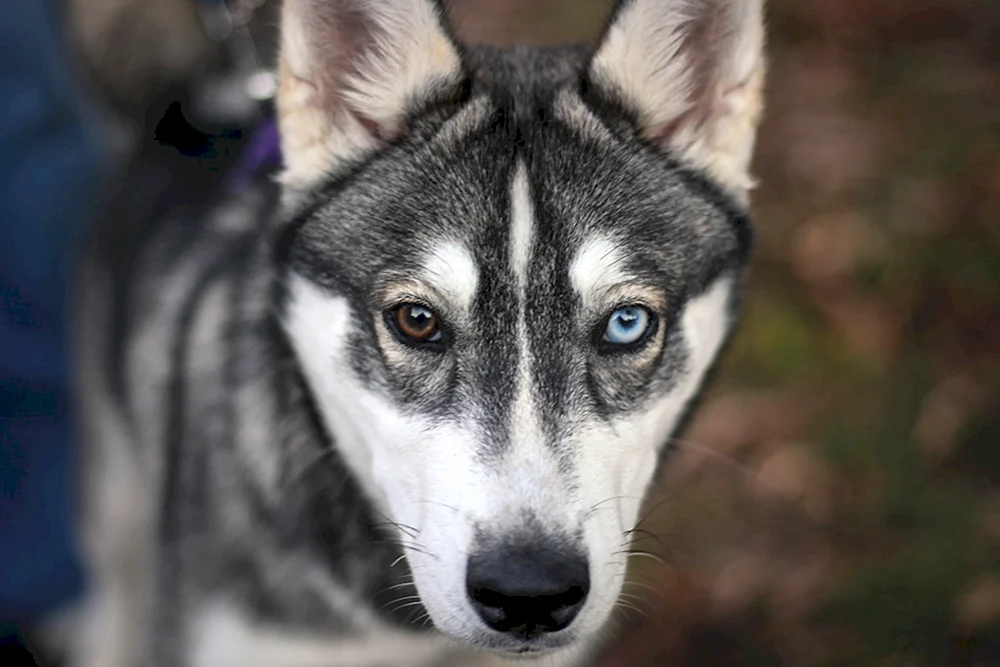 Siberian Husky Husky