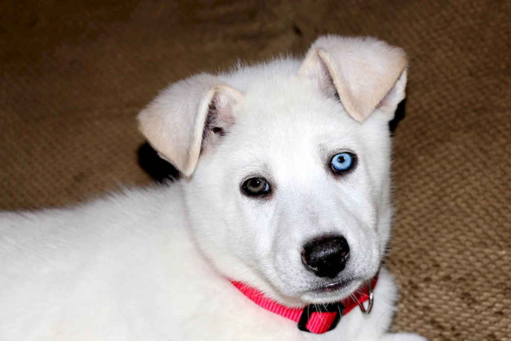 Labrador schwarz